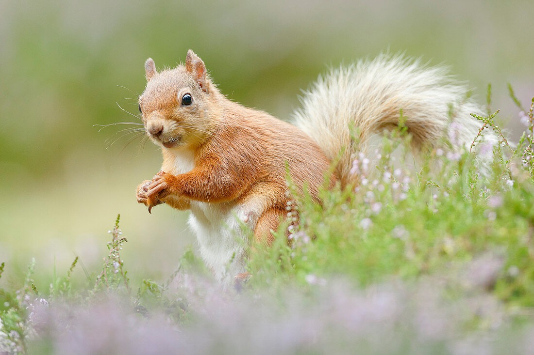 Eurasian Red Squirrel (Sciurus vulgaris), Scotland, United Kingdom, Europe