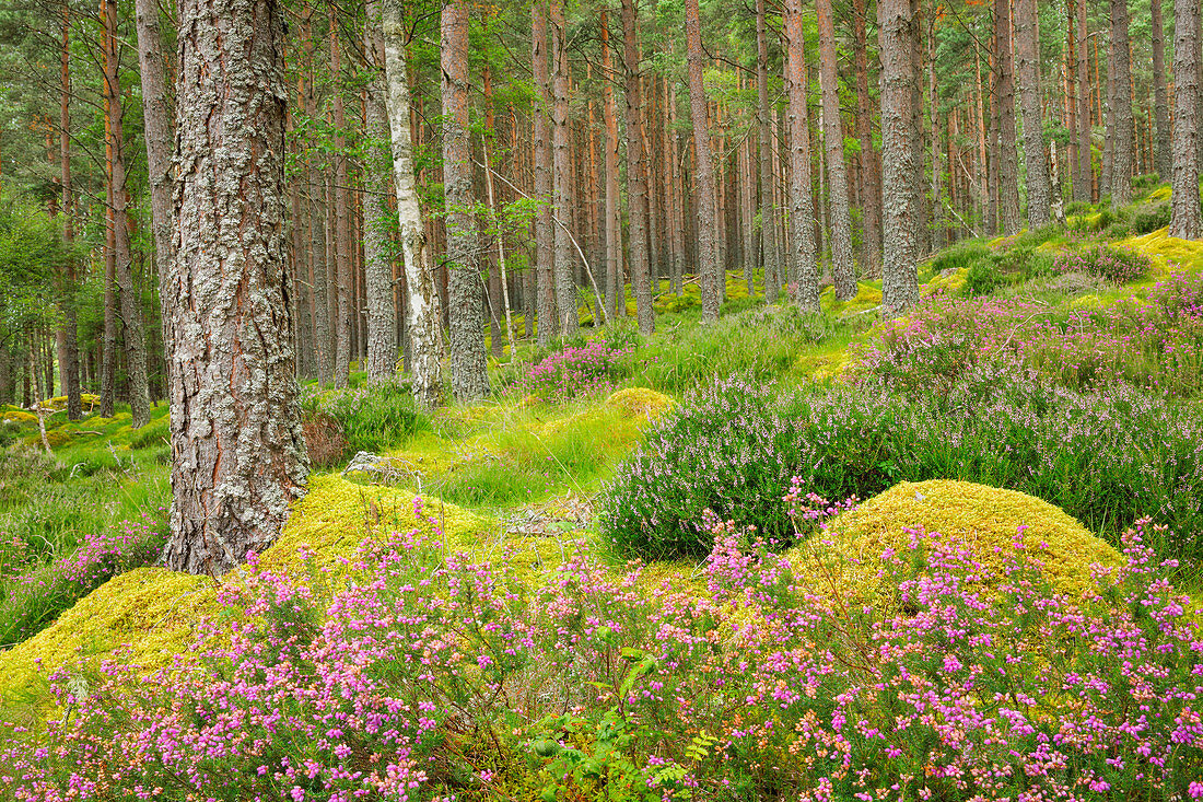 Caledonian pine forest, Carrbridge, Highlands, Scotland, United Kingdom, Europe