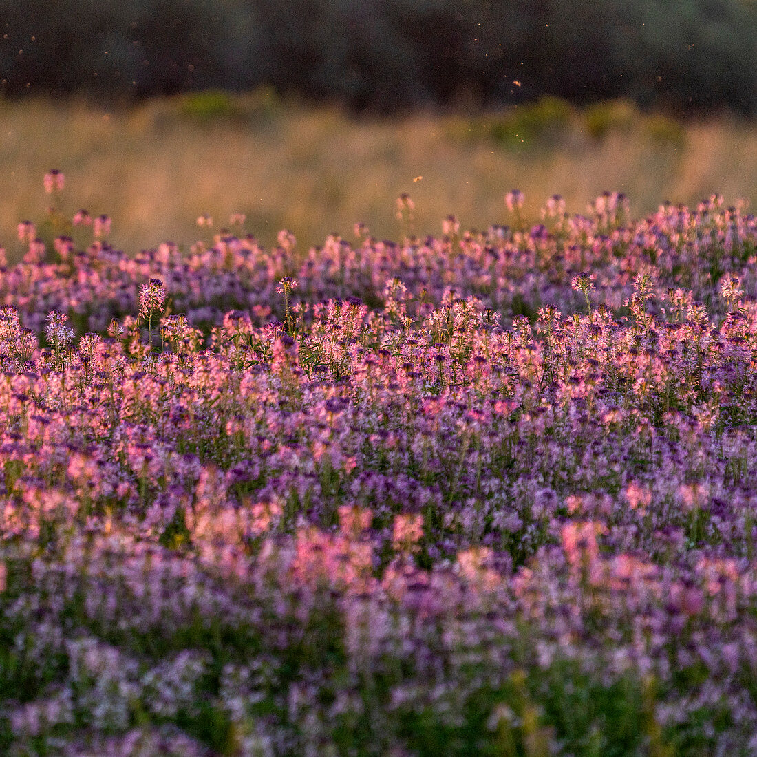 USA, Idaho, Picabo, Purple flowers in meadow