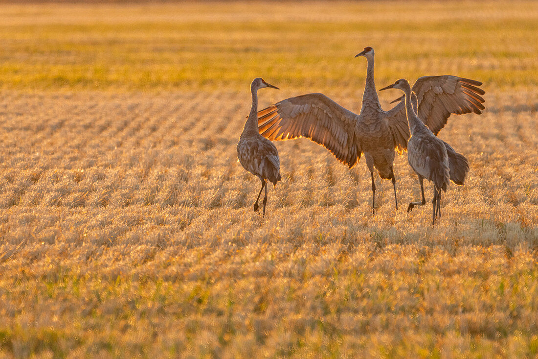 Sandhügelkranich (Antigone canadensis) im Stoppelfeld, Bellevue, Idaho, USA