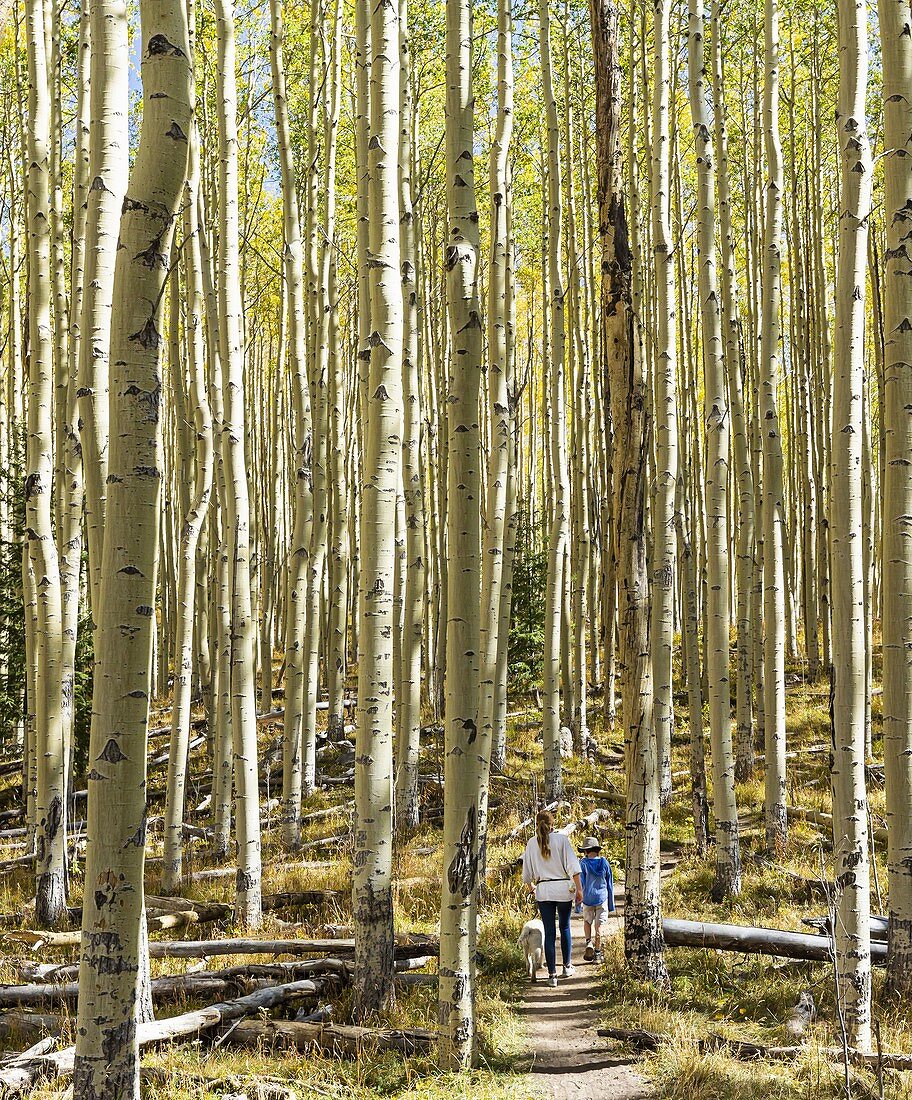 Kinder wandern auf herbstlichem Naturpfad mit Espen