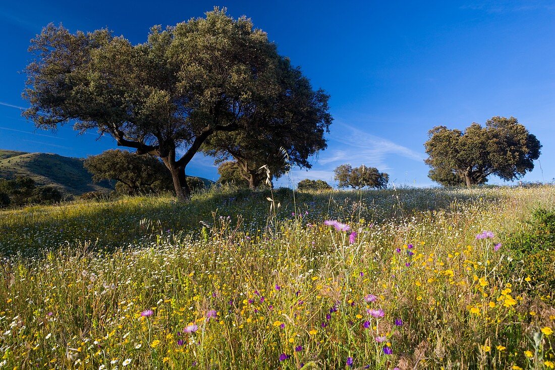 Landschaft mit Bäumen und Wildblumen nahe Guadalupe, Extremadura, Spanien