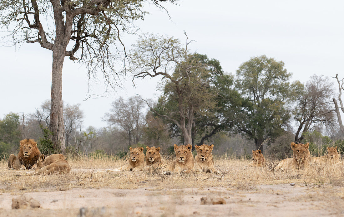 A lion pride, Panthera leo, lies together on short grass, direct gaze