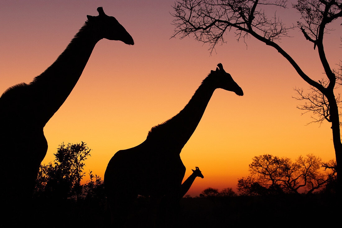 Silhouetten von drei Giraffen, Giraffa camelopardalis giraffa, spazieren vor einem Sonnenuntergang in Gelb- und Rosatönen