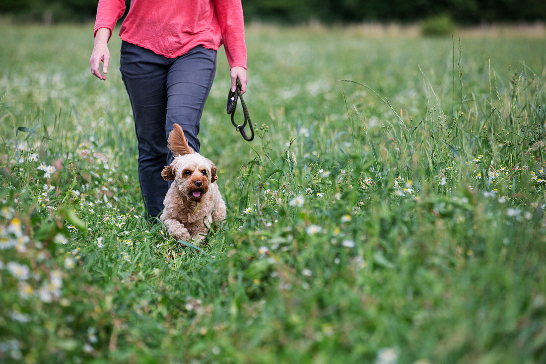 Woman walking in meadow with fawn coated young Cavapoo.