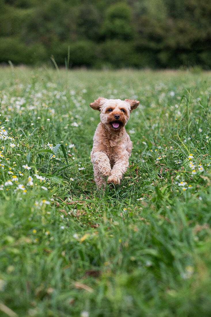 Portrait of a fawn coated young Cavapoo running in a meadow.