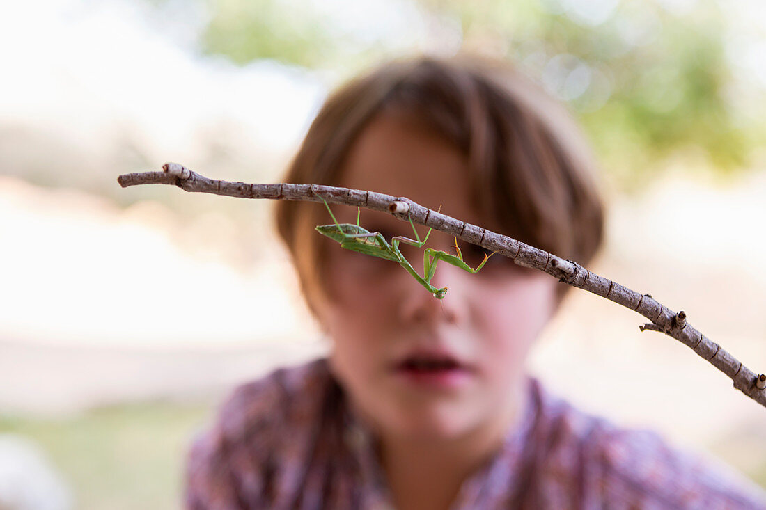 7 year old boy looking at a praying mantis