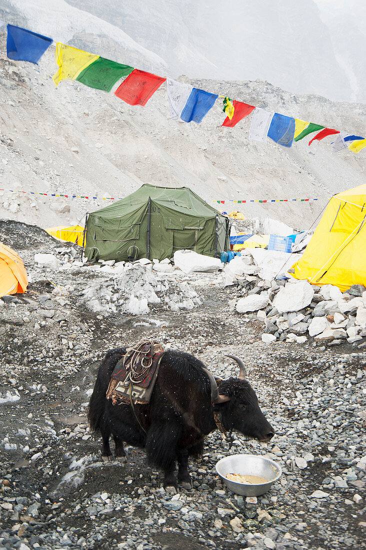 Yak eating from bowl at base camp on the lower slopes of the Everest range