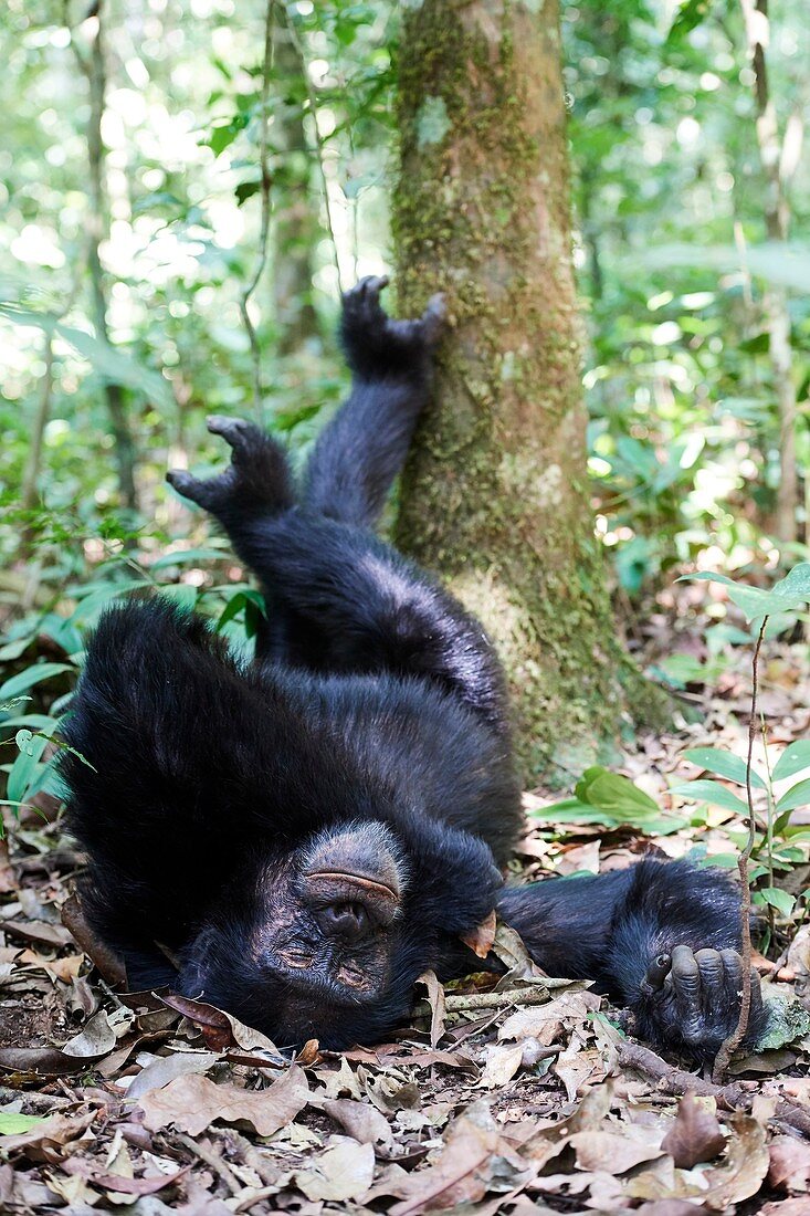 Schimpansenmann (Pan troglodytes schweinfurthii), der im Wald schläft. Kibale Nationalpark, Uganda.