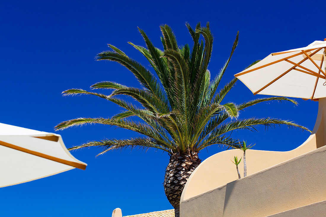 2 white umbrella´s and a palmtree set against a bright blue sky. Algarve, Portugal.