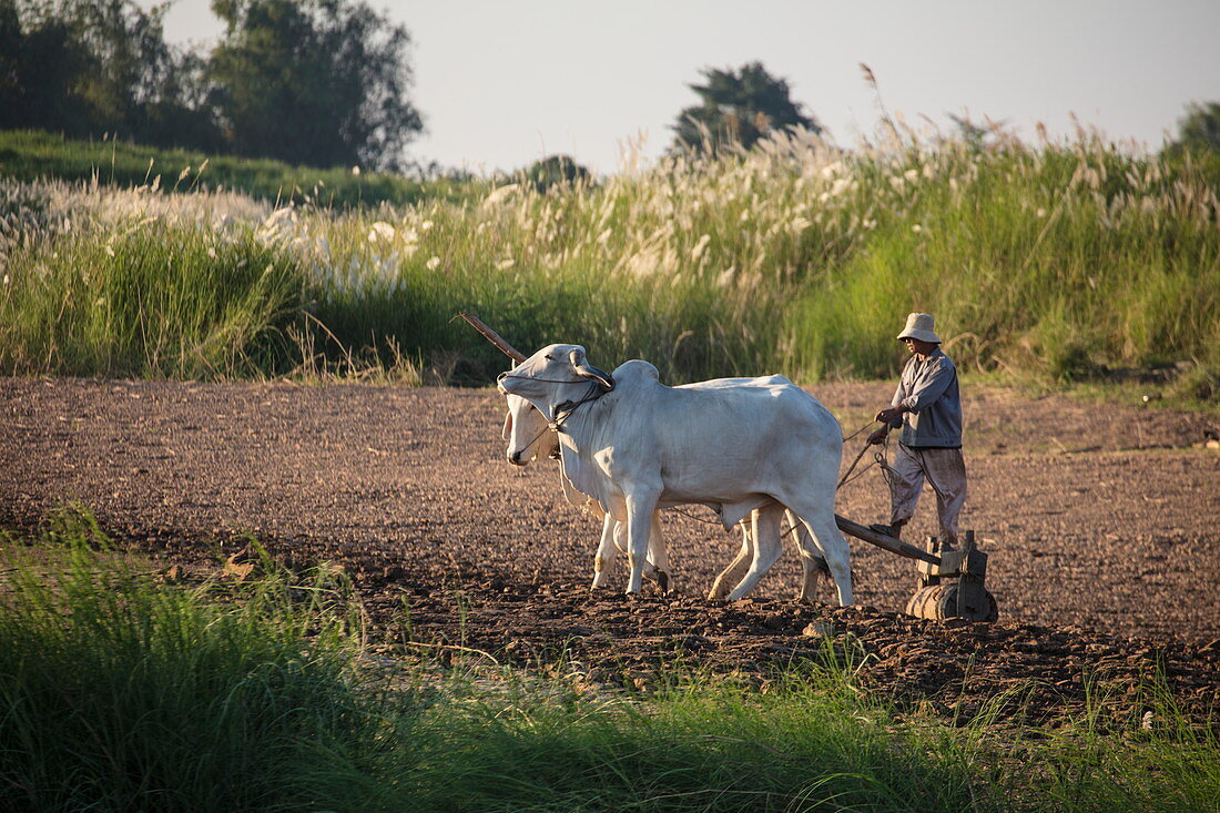 Ochsen ziehen Pflug und Landwirt entlang Feld am Mekong-Ufer, nahe Preah Prosop, Fluss Mekong, Kandal, Kambodscha, Asien