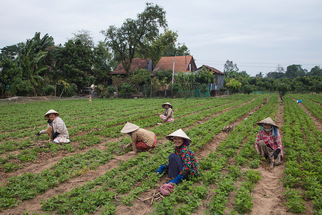 Vietnamese women wearing conical hats work in a peanut field, My Luong Canal, Mekong River, near My An Hung, An Giang, Vietnam, Asia