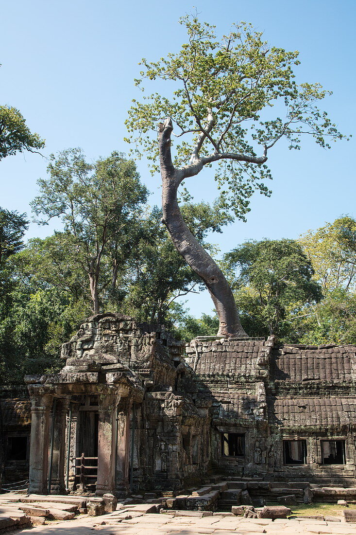 Der Ta Prohm Tempel wird langsam von Bäumen verschlungen, Angkor Wat, nahe Siem Reap, Siem Reap Province, Kambodscha, Asien