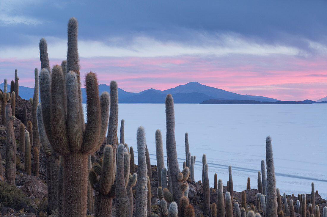 Isla del Pescado Sonnenuntergang mit Kakteen und dramatischem Himmel, Potosi, Bolivien, Südamerika
