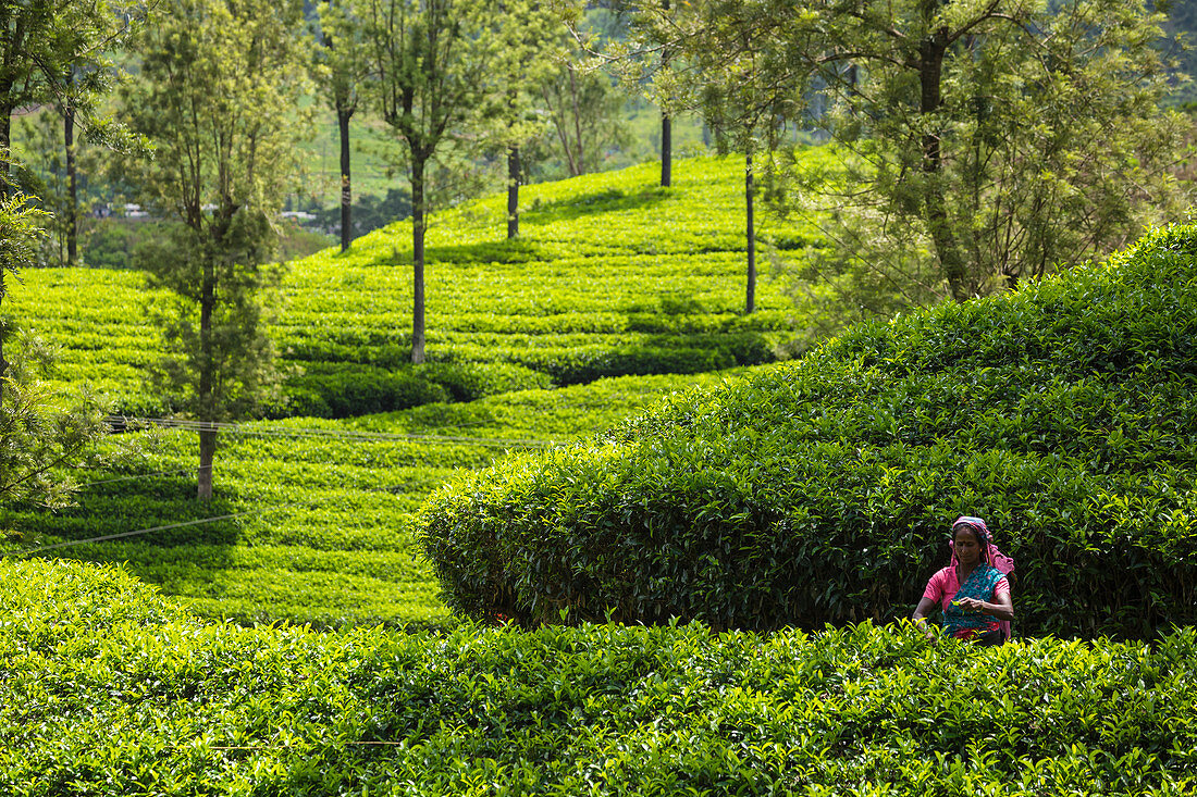 Teezupfer, Nuwara Eliya, Zentralprovinz, Sri Lanka, Asien