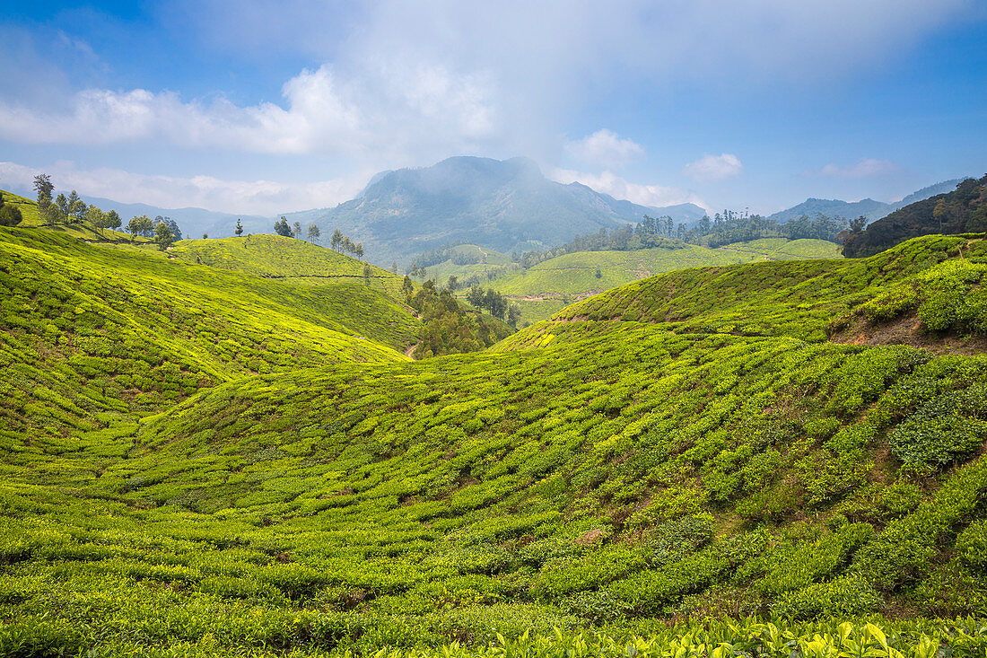 Teeplantage in der Nähe der Bergstation, Munnar, Kerala, Indien, Asien