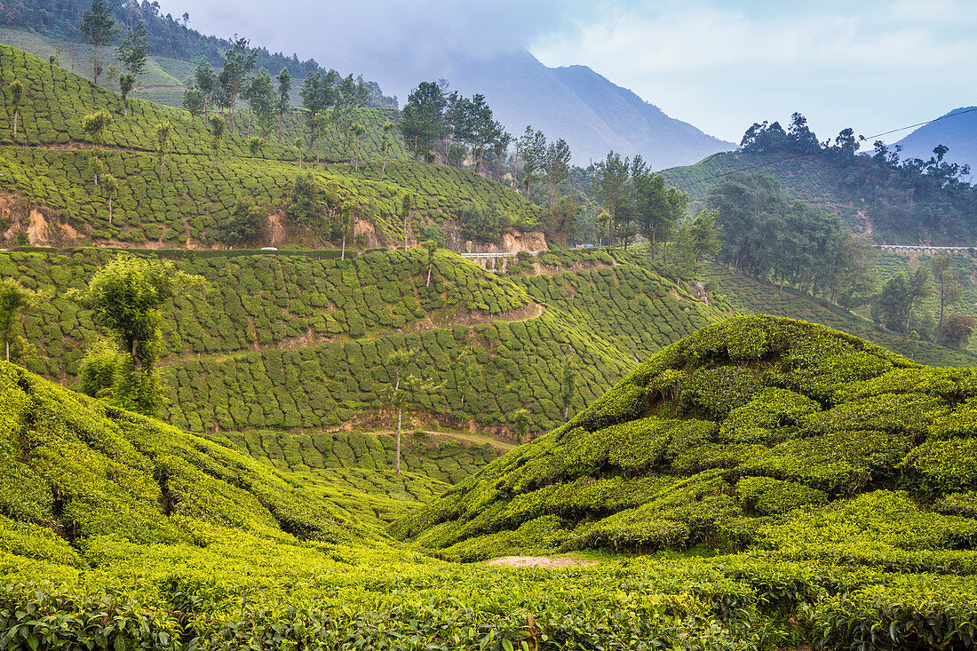 Tea estate, Munnar, Kerala, India, Asia