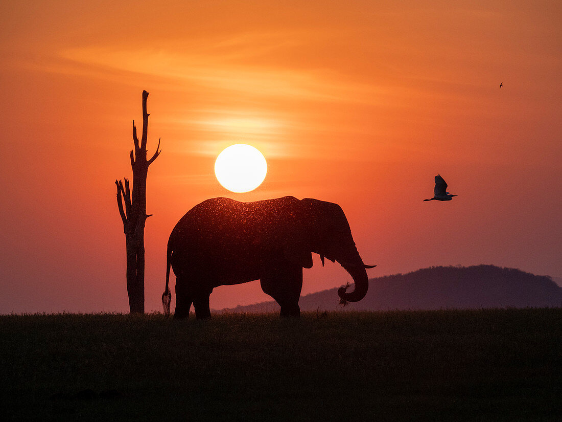 Ein erwachsener afrikanischer Buschelefant (Loxodonta africana) bei Sonnenuntergang an der Küste des Kariba-Sees, Simbabwe, Afrika