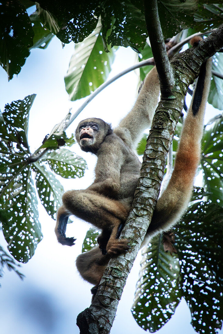 Vom Aussterben bedrohte Nord-Muriqui (Wollspinnenaffe) (Brachyteles hypoxanthus) im brasilianischen Regenwald an der Atlantikküste, Minas Gerais, Brasilien, Südamerika