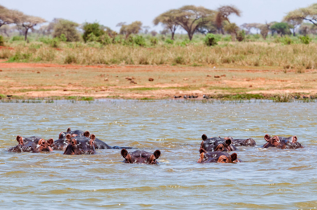 Nilpferd (Hippopotamus amphibius), Lake Jipe, Tsavo West National Park, Kenia, Ostafrika, Afrika