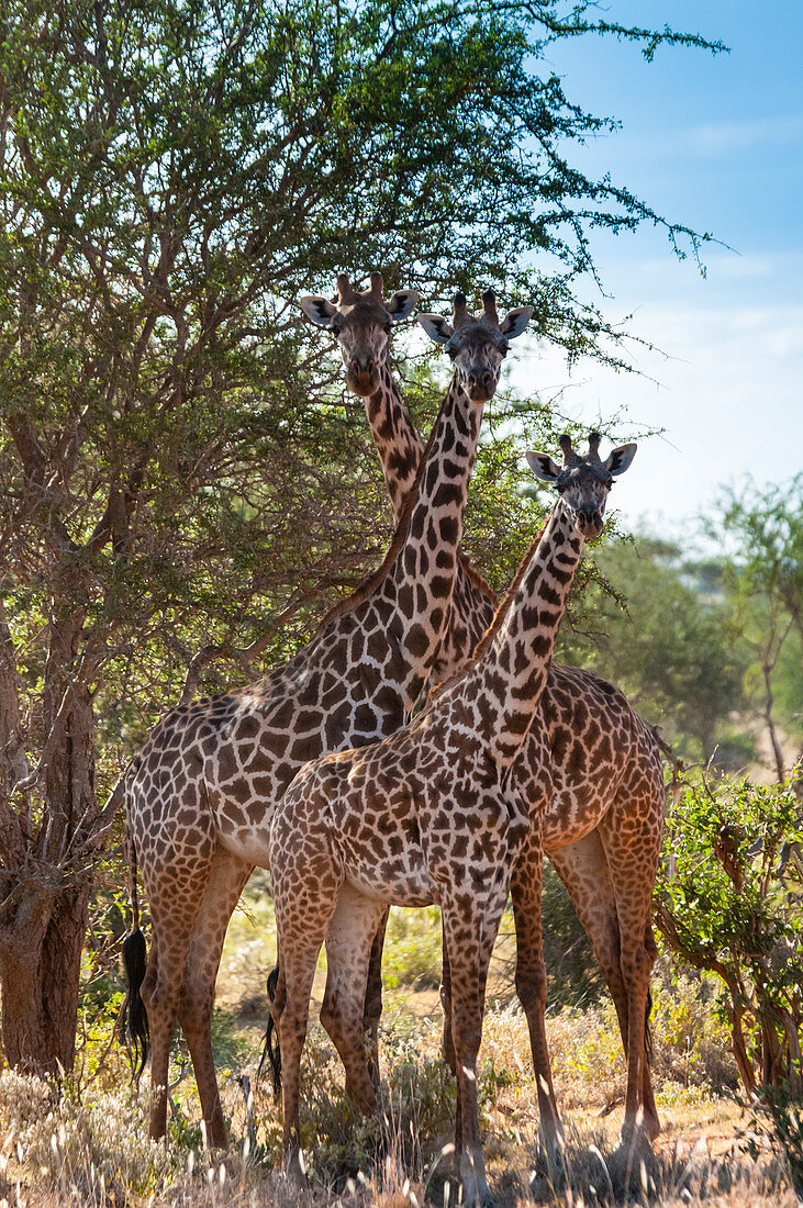 Massai-Giraffen (Giraffa tippelskirchi), Tsavo-Ost-Nationalpark, Kenia, Ostafrika, Afrika
