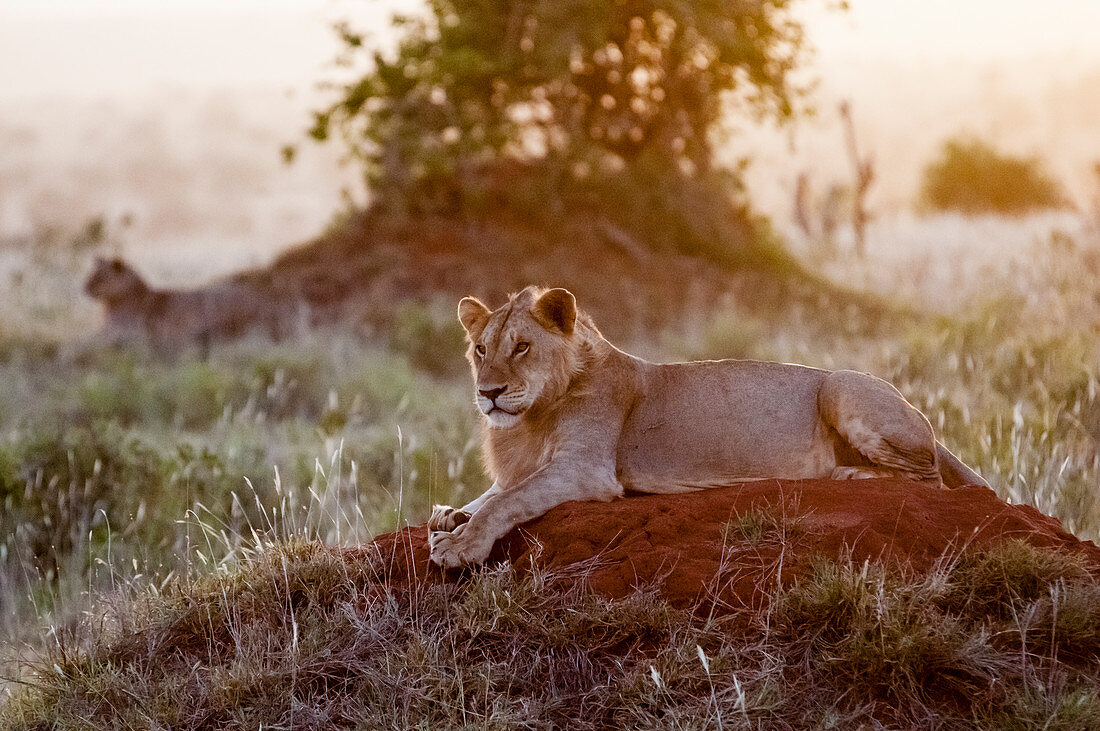 Zwei junge männliche Löwen (Panthera Leo) im Busch, Tsavo East National Park, Kenia, Ostafrika, Afrika