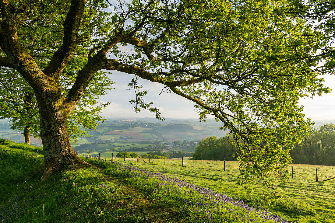 Eiche, die über Glockenblumen wächst, die auf den Wällen von Cadbury Castle in Devon, England, Vereinigtes Königreich, Europa blühen