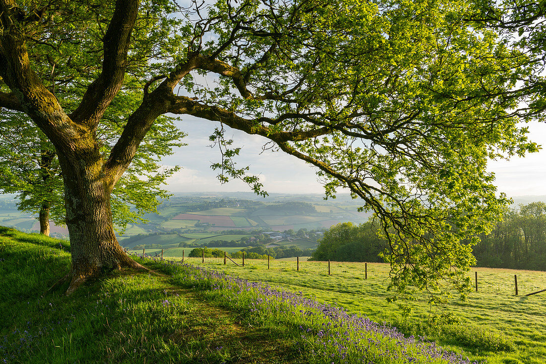 Oak tree growing above bluebells flowering on the ramparts of Cadbury Castle in Devon, England, United Kingdom, Europe