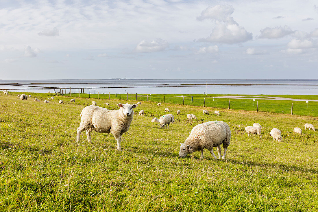 Sheep (Ovis) on the dike, North Sea, Bensersiel, East Frisia, Lower Saxony, Germany