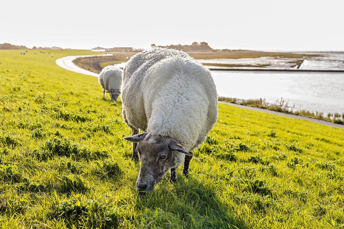 Sheep (Ovis) on the dike, North Sea, Bensersiel, East Frisia, Lower Saxony, Germany