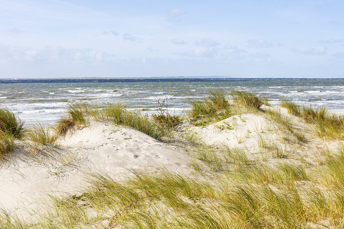 Düne vor dem Meer, Sandhafer (Ammorphila), Dünengras, Nordsee, Norderney, Ostfriesland, Niedersachsen, Deutschland