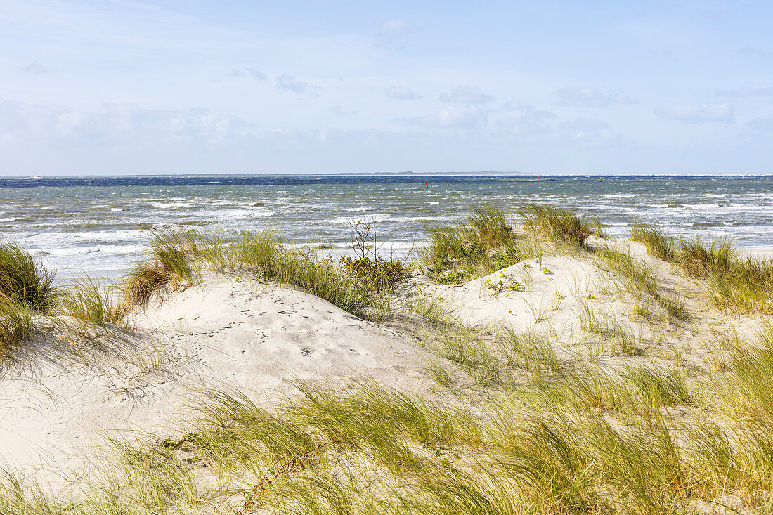 Dune in front of the sea, sand oats (Ammorphila), dune grass, North Sea, Norderney, East Frisia, Lower Saxony, Germany