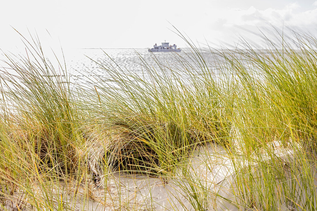 Ferry behind the dune, sand oat (Ammorphila), dune grass, North Sea, Norderney, East Frisia, Germany