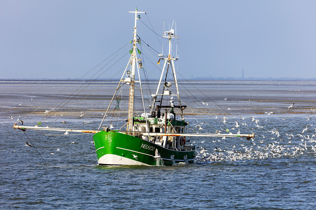 Fischerboot beim Fang, Fischkutter, Möwen, Nordsee, Langeoog, Ostfriesland, Niedersachsen, Deutschland