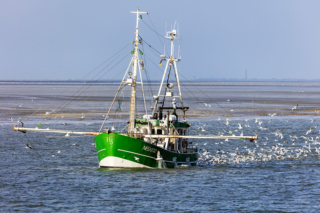 Fishing boat catching, fishing trawler, seagulls, North Sea, Langeoog, East Frisia, Lower Saxony, Germany
