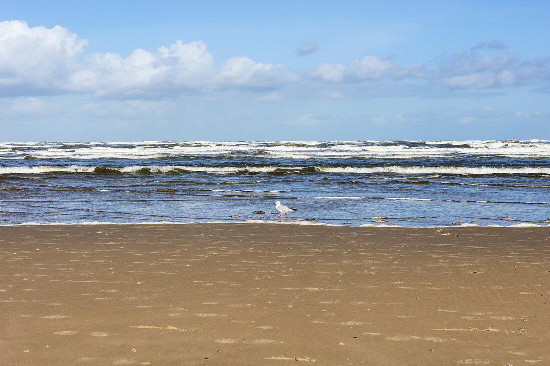 Herring gull (Larus argentatus) on the beach, sand, North Sea, Langeoog, East Frisia, Lower Saxony, Germany