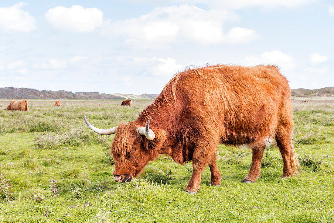 Scottish highland cattle (Bos taurus) on pasture, wind, grass, Langeoog, East Frisia, Lower Saxony, Germany
