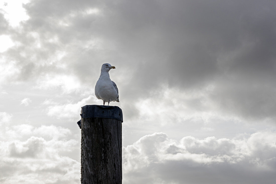 Herring gull (Larus argentatus) on a pole, clouds, Neuharlingersiel, East Frisia, Lower Saxony, Germany