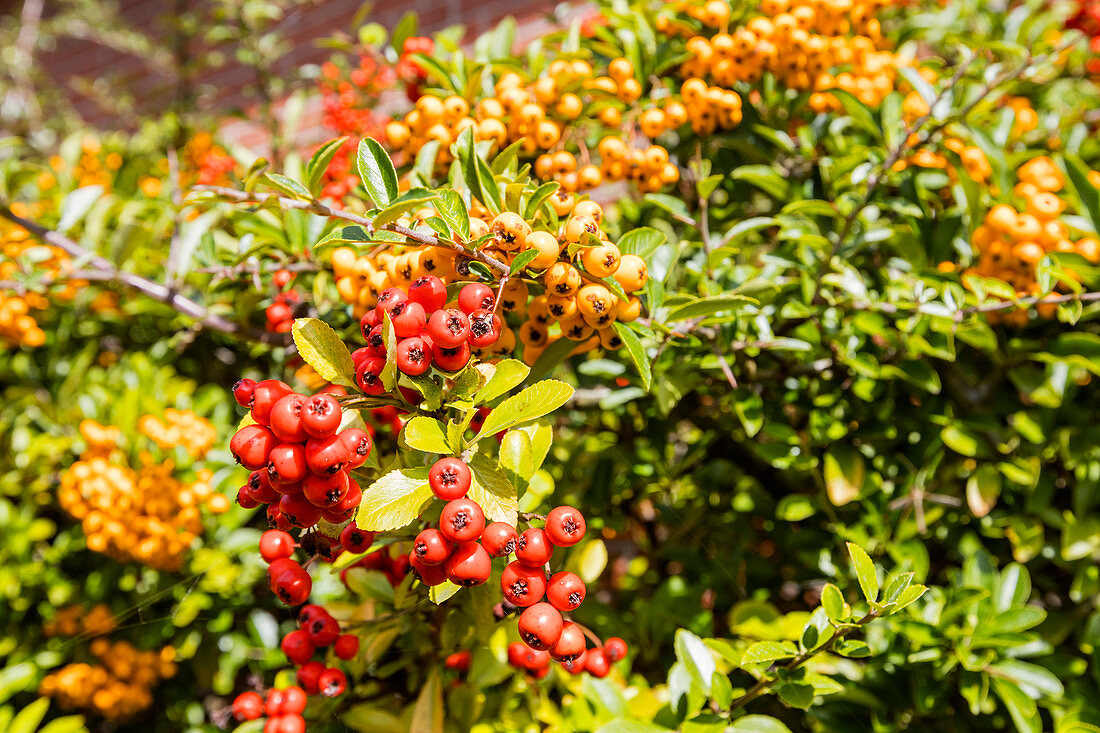 Sea buckthorn (Hippophae rhamnoides) in the dunes, red, yellow, Spiekeroog, East Frisia, v