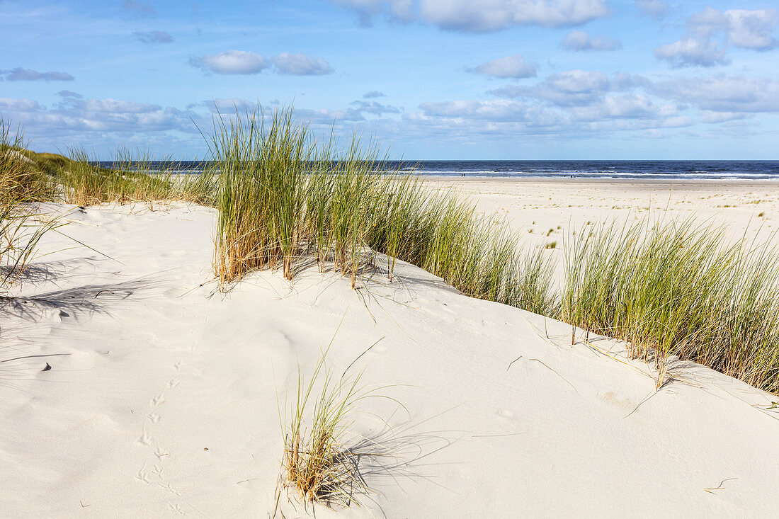 Dunes of Spiekeroog, sand, grass, beach, Spiekeroog, East Frisia, Lower Saxony, Germany