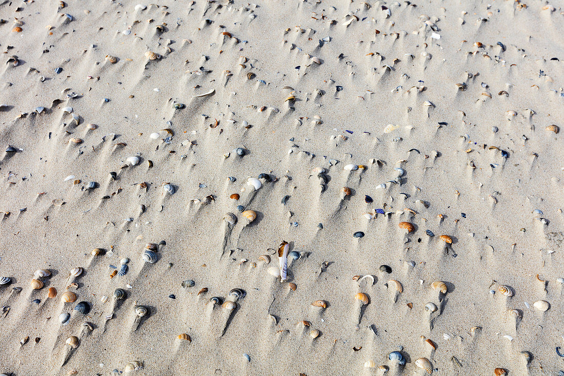 Verwehte Muscheln im Sand, Strand, Wind, Spiekeroog, Ostfriesland, Niedersachsen, Deutschland