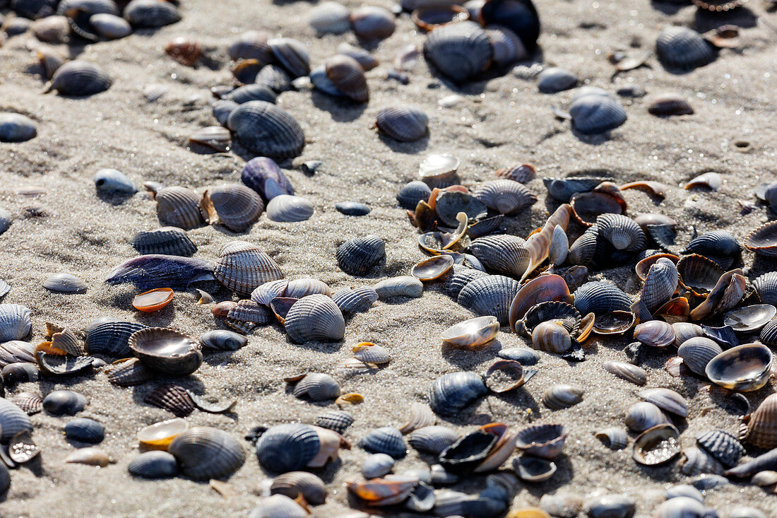 Herzmuscheln (Cerastoderma edule), Strand, Sand, Spiekeroog, Ostfriesland, Niedersachsen, Deutschland