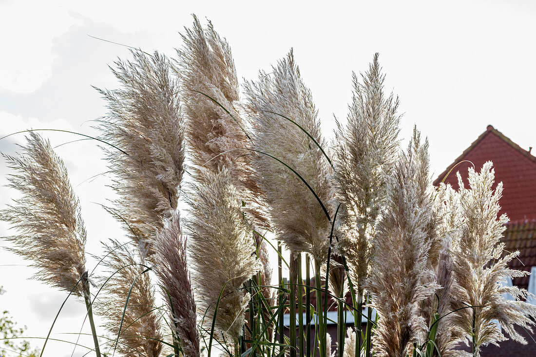 Pampas grass (Cortaderia selloana) in the garden, Spiekeroog, East Frisia, Lower Saxony, Germany