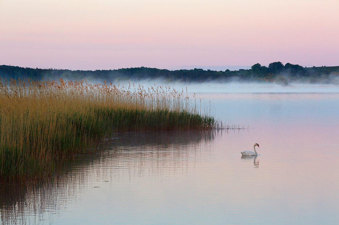 Swan on the Selliner See, Ruegen, Baltic Sea, Mecklenburg-Western Pomerania, Germany
