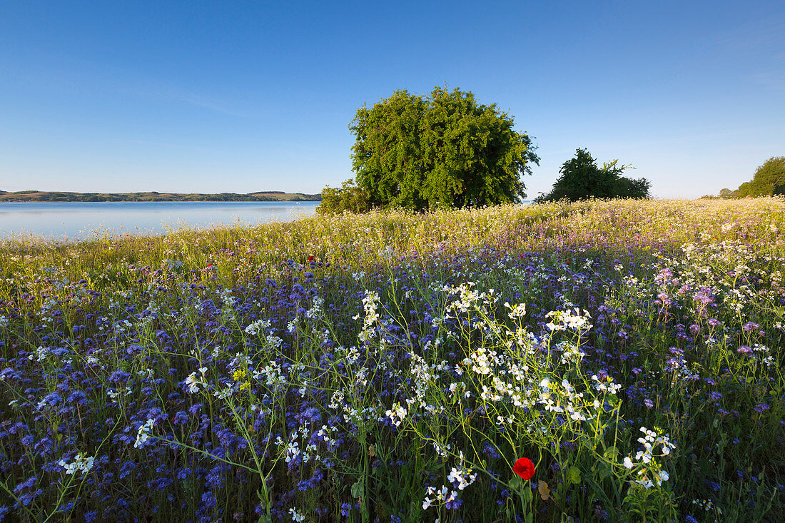 Flower meadow on the Reddevitzer Höft peninsula, Ruegen, Baltic Sea, Mecklenburg-Western Pomerania, Germany