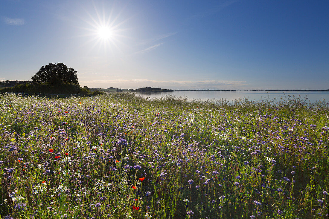 Blumenwiese auf der Halbinsel Reddevitzer Höft, Rügen, Ostsee, Mecklenburg-Vorpommern, Deutschland