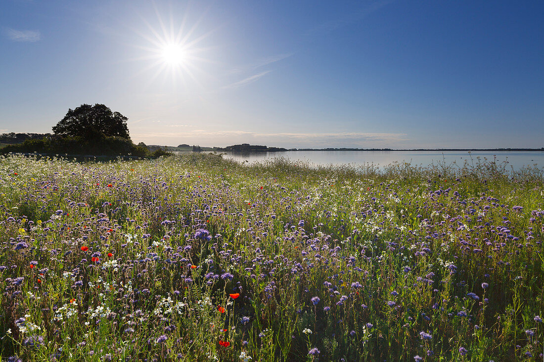 Flower meadow on the Reddevitzer Höft peninsula, Ruegen, Baltic Sea, Mecklenburg-Western Pomerania, Germany