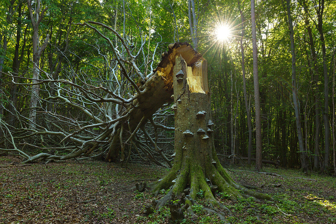 Dead old beech trees on the Hochuferweg, Jasmund National Park, Rügen, Baltic Sea, Mecklenburg-Western Pomerania, Germany