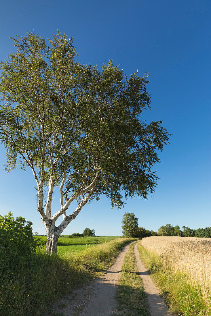 Birke am Feldweg, Warthe, Lieper Winkel, Usedom, Ostsee, Mecklenburg-Vorpommern, Deutschland