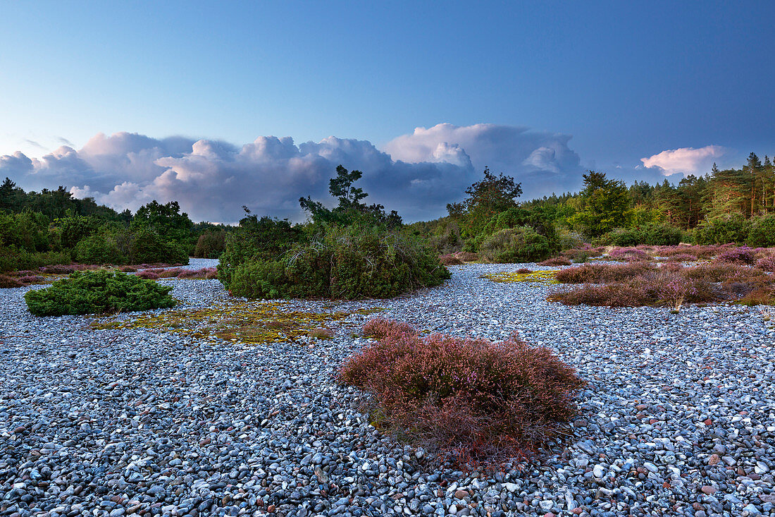 Feuersteinfelder in der Schmalen Heide, Rügen, Ostsee, Mecklenburg-Vorpommern, Deutschland